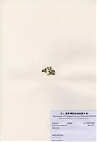 藏品(盤狀仙掌藻)的圖片